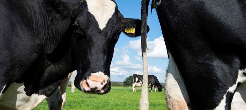 Dutch Dairy Challenge: Die besten Innovationen kommen vom Bauernhof