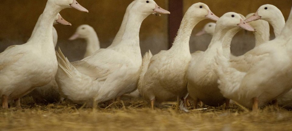 Epidemie di influenza aviaria in diversi paesi europei