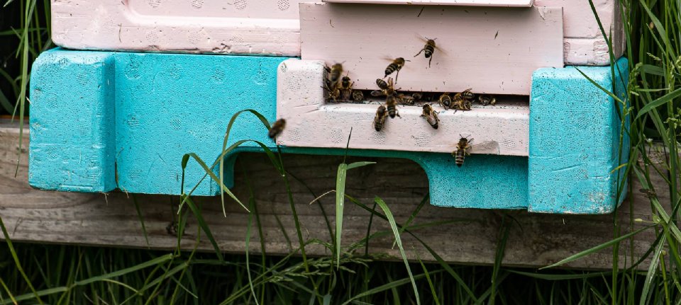 Greenpeace wirft der EU vor, Bienen zu exportieren