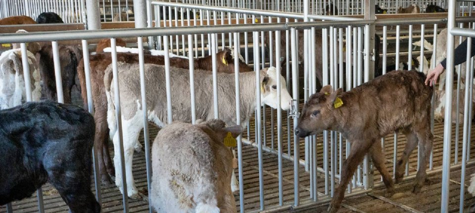 Ältere deutsche Kälber sind kräftiger und vitaler