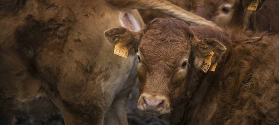 Французские коровы заражены сибирской язвой