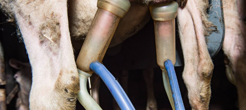 Q fever in dairy sheep for the first time in years