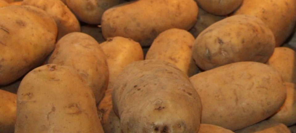 US Potato Exports to Hit Record Sales in 2022