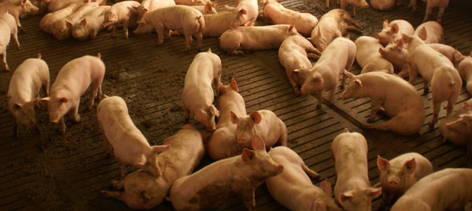 Wabah demam babi Afrika di Batam, Indonesia