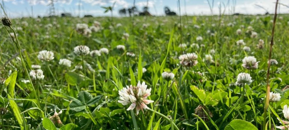 Crowdfundingscampagne 1001ha Kruidenrijk Grasland groeit door - Nieuwe ...