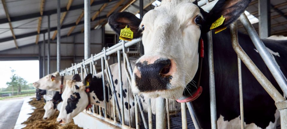 Cheese maker Bell puts Slovak cows in the bovar