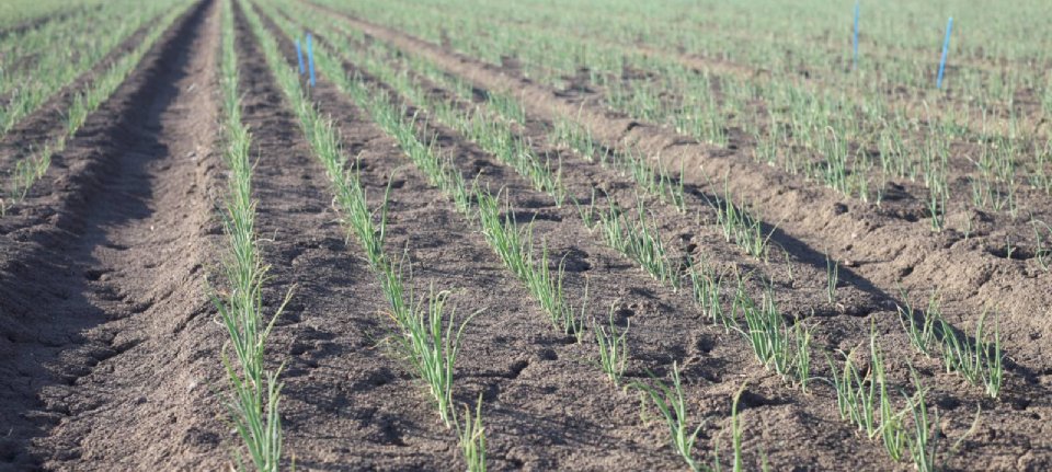 Seed companies are coming up with better onion seed preparation