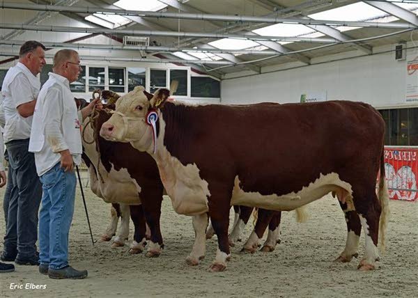 Anders Mortensen keurt Herefords in Mariënheem