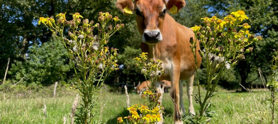 The Increasing Presence and Management of Ragwort: A Natural Enemy and Solution