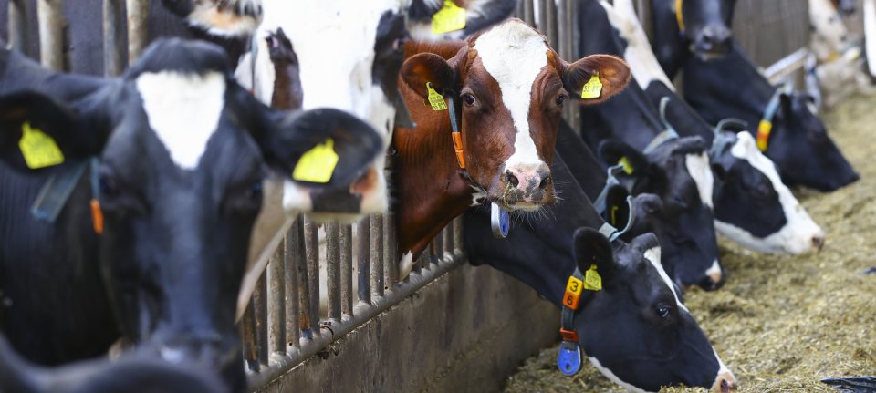 MKZ Outbreaks in Hungary & Slovakia