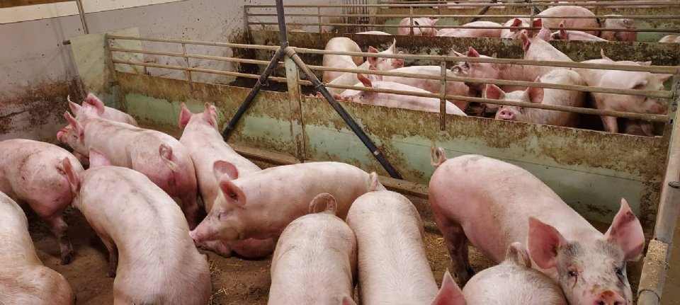 Krøllete griser forankret i Norge
