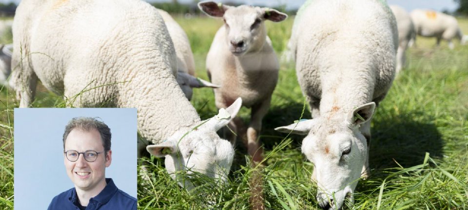 Title: “Bluetongue Virus Outbreak: High Mortality Rate among Sheep in the Netherlands Sparks Urgent Concern”