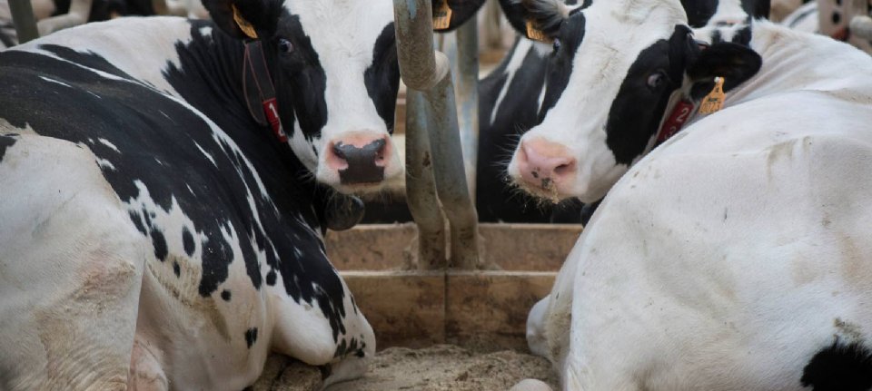 Die Zahl der Kühe in Deutschland geht um 2,5 Prozent zurück