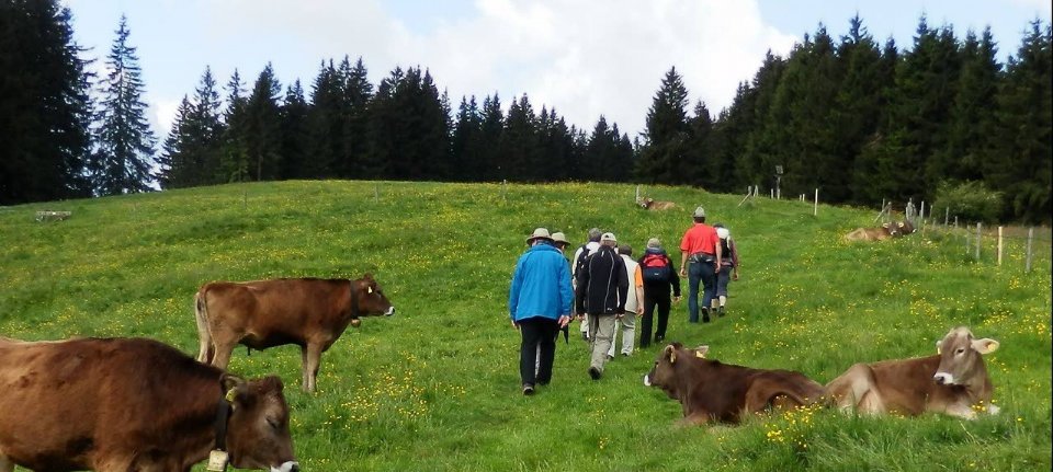 Steirisches Landeswappen für Faustmann Möbelmanufaktur