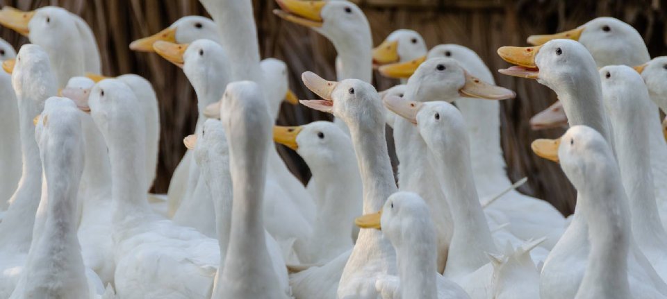 Grippe aviaire dans un élevage de canards vaccinés en France