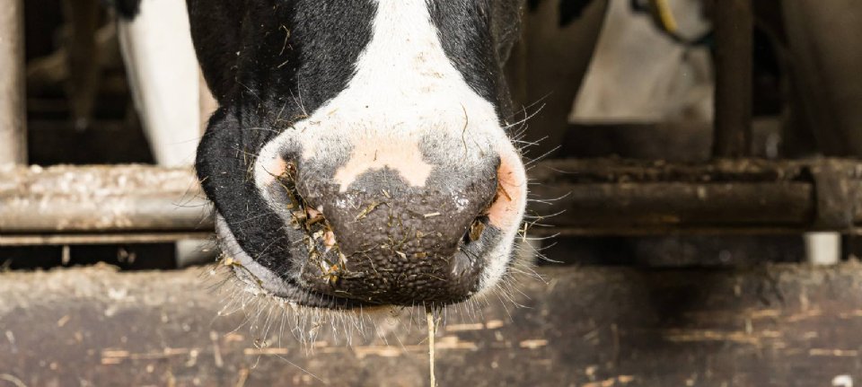 La febbre catarrale non può ancora essere debellata e colpisce sempre più bestiame