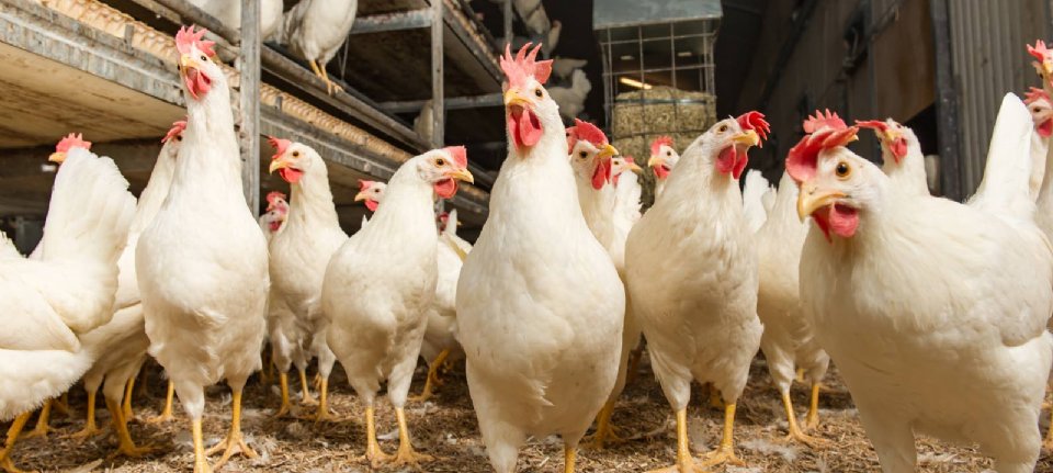 Keine Vogelgrippe in niederländischen Unternehmen im deutschen Sperrgebiet
