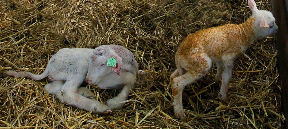 Schmallenberg virus strikes lambs again – New Harvest