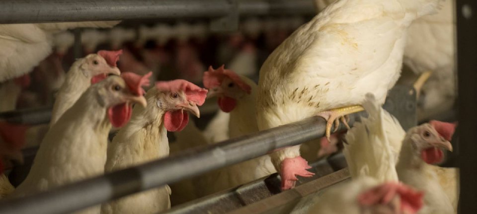 La France connaît sa première épidémie saisonnière de grippe aviaire