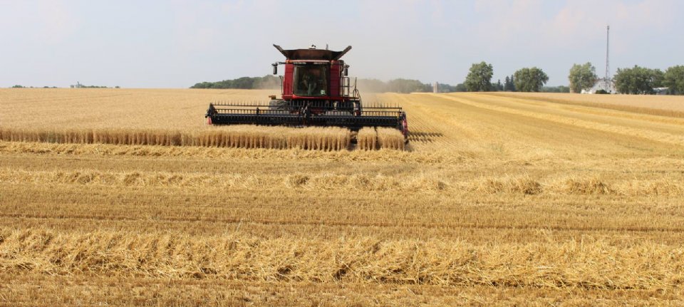 US increases wheat production – new harvest