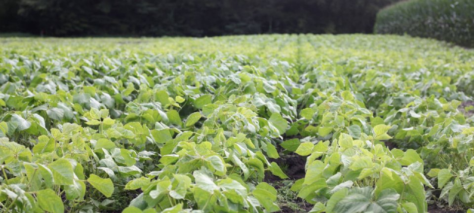 Can we grow mung beans in the Netherlands?