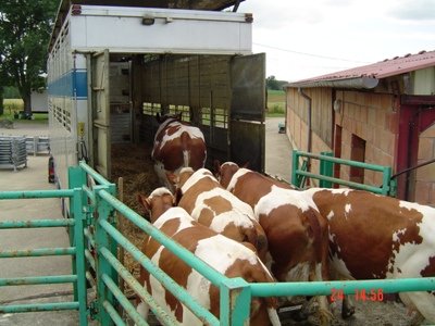 Veeprikker per 1 januari 2026 definitief verboden