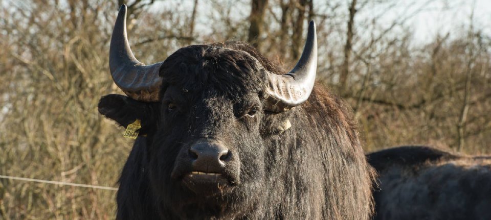 Germany Probes Mysterious Foot-and-Mouth Disease Outbreak in Brandenburg