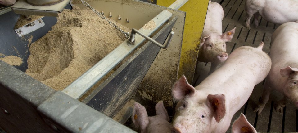 Project Van Rambo Project 'Rambo' geeft gas op reductiefronten - Nieuwe Oogst