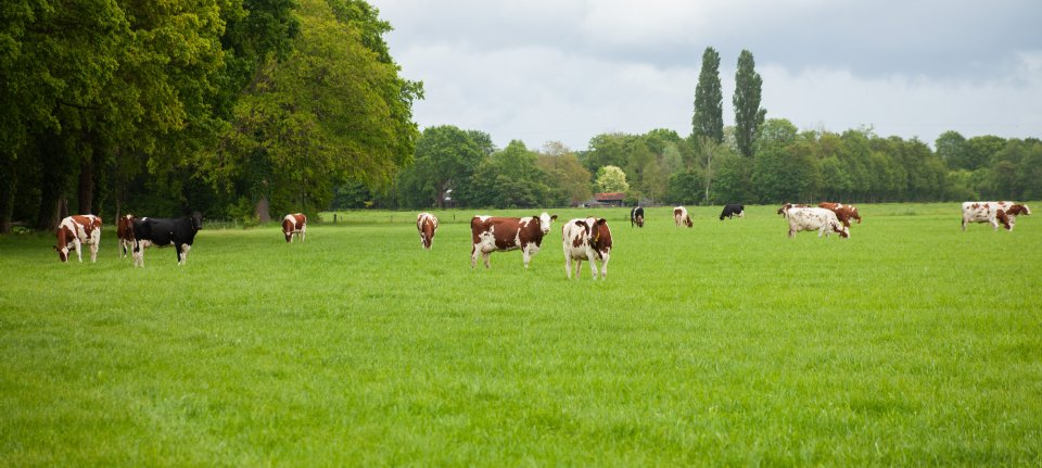 ‘Perspectief nodig dat verder gaat dan krimp’