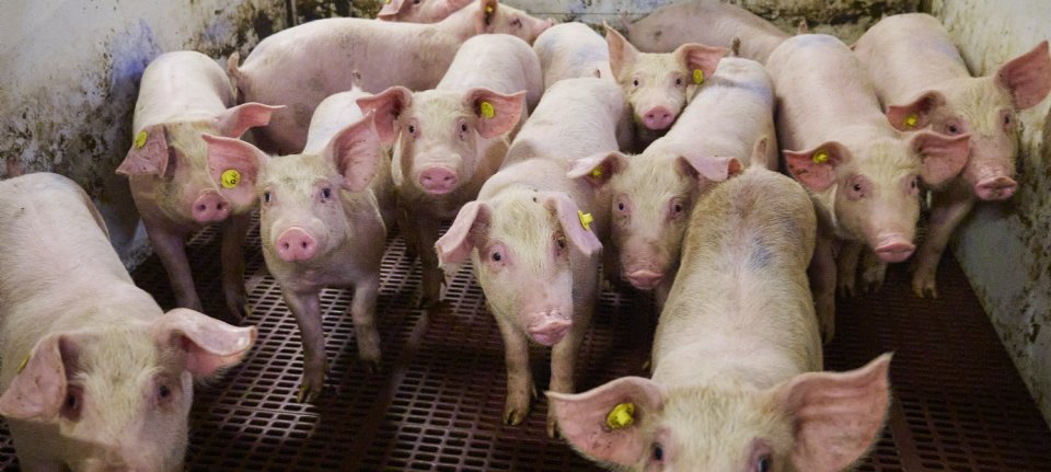 Varkensprijzen blijven op een laag niveau - Nieuwe Oogst