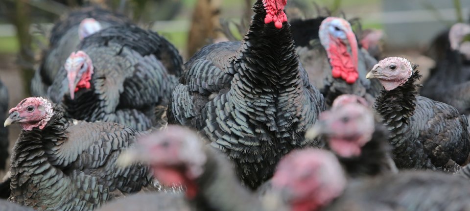 Eerste vogelgriepuitbraak van seizoen in Denemarken treft boederij met 40.000 kalkoenen