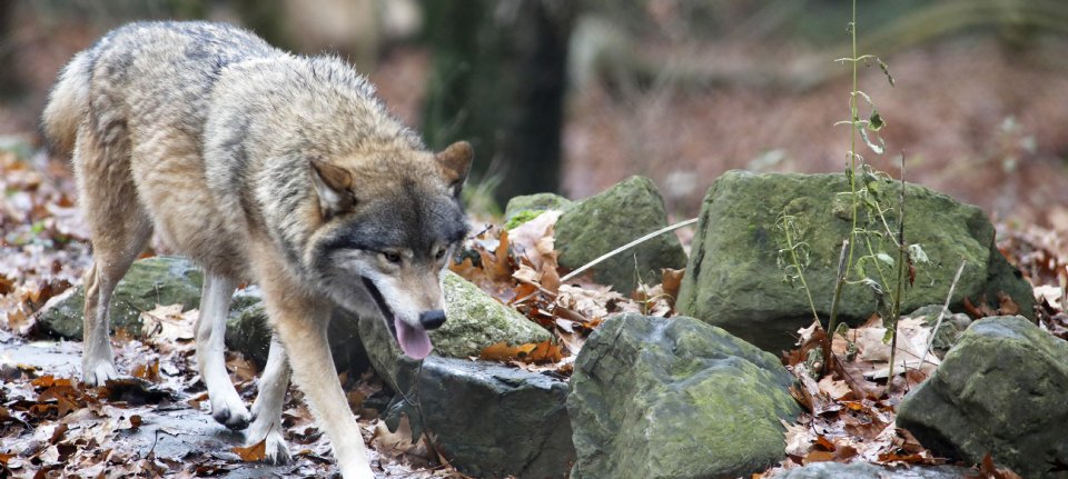 Wolf richt vizier steeds vaker op grotere grazers
