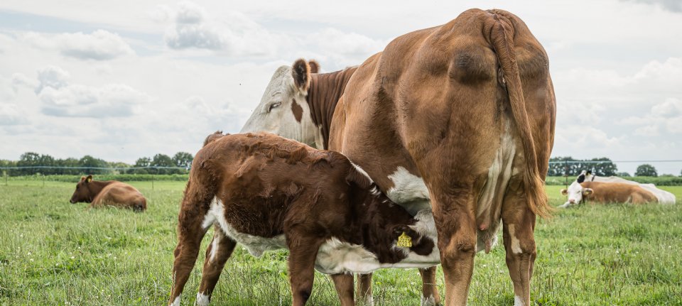 PvdD wil dierenwelzijn in stallen en slachterijen wettelijk vastleggen