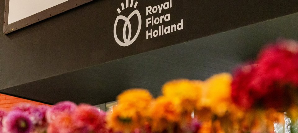 FloraHolland stopt met veilingklok Naaldwijk