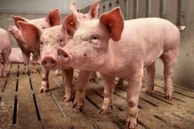 MOB wil sluiting varkensbedrijf Nijensleek