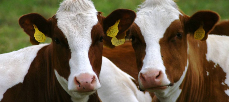 Beweging In Droogstand Gezonder - Nieuwe Oogst