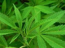 Hennepkwekerij in ligboxenstal Poppenwier