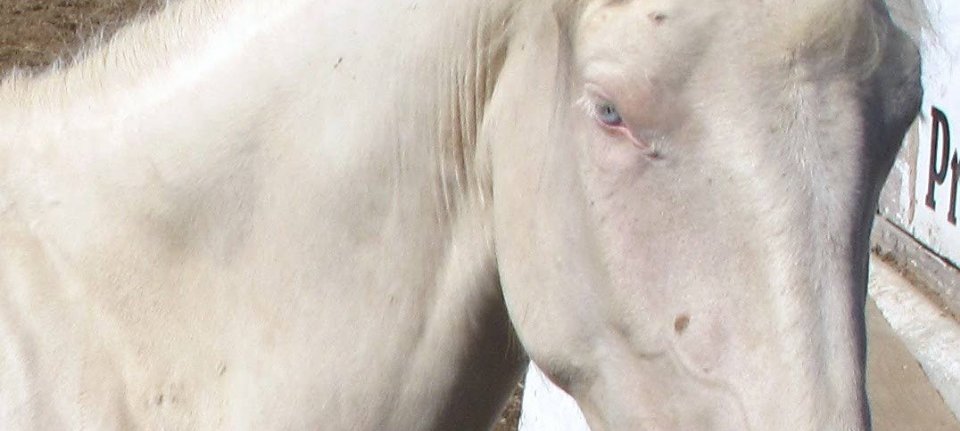 uitrusting rommel Ruïneren NVWA vervangt gezondheidscertificaat paard - Nieuwe Oogst
