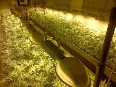 Hennepkwekerij in paardenstal Groesbeek