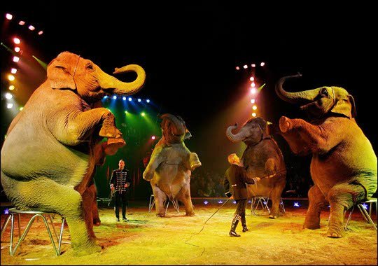 Geen wilde dieren meer in het circus Nieuwe Oogst