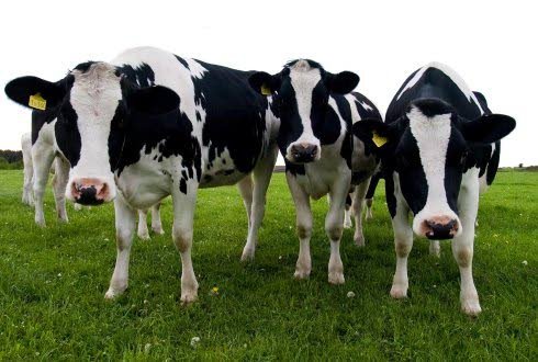 Twee treinen botsen op koe in Nijeholtwolde