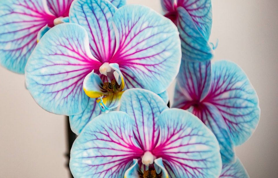 Rood Gladys zwaan Orchideeën krijgen kleurtje bij Joflor - Nieuwe Oogst