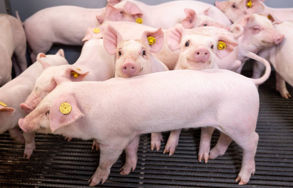 Techniek Gaat Ons Helpen Varkens Met Lange Staarten Te Houden Techniek Gaat Ons Helpen Varkens Met Lange Staarten Te Houden