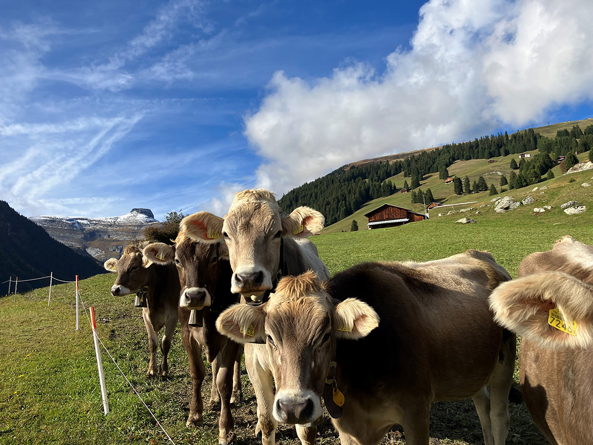 9 dagen Oostenrijk Agro - VOLGEBOEKT